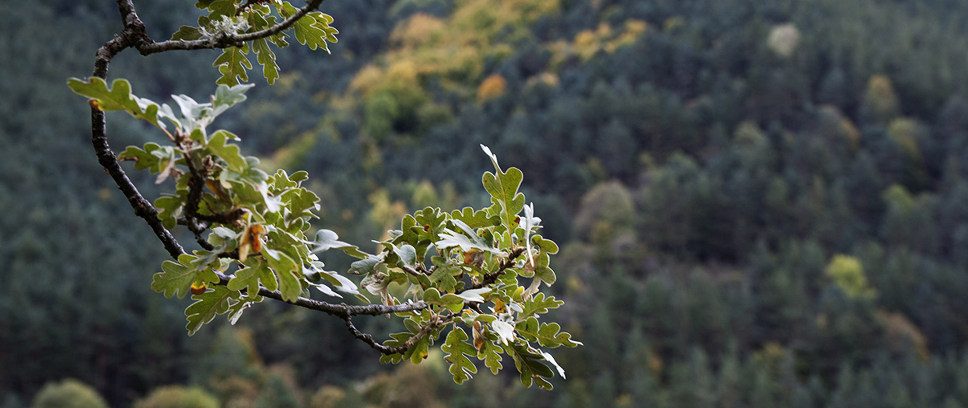 hotel grupos rioja alta badaran fotos pueblo cab